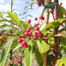5038838003097 1 Cotoneaster Fri Cornubia 12l.jpg